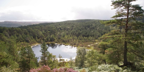 Native pine woodland in Glen Affric.